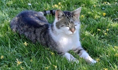 Náhled článku: Policie vyšetřuje náhlý úhyn kocoura na Liberecku