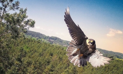Náhled článku: Vzácný sokol hnízdí u Drábských světniček. Jejich oprava se proto posouvá