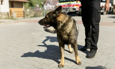 Náhled článku: Jabloneckou městskou policii posílil služební pes Cyril. Se svým psovodem už pomáhá v ulicích