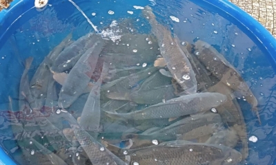 Náhled článku: Veterináři vyrážejí do terénu. Začaly kontroly prodejců vánočních kaprů