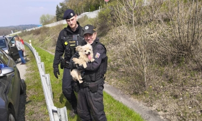 Náhled článku: Policejní hlídka zachránila u Sychrova vyděšenou fenku, která utekla od autonehody