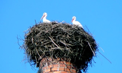 Náhled článku: Letošní sezóna je druhou nejlepší v historii pro čápy bílé