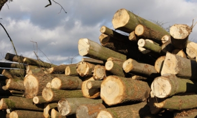 Náhled článku: U krajských silnic mizí stromy rychleji, než přibývají. Podle odborníků je to problém