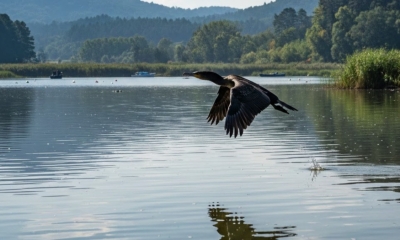Náhled článku: Liberecký kraj vyplatil miliony na náhradách za útoky dravců. Největší škody působí vlk a kormorán