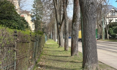 Náhled článku: Liberec překontroluje stav stromů v Masarykově aleji. Bude ho to stát 600 tisíc