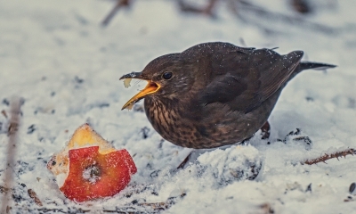 Náhled článku: Vánoce i pro ptáky. Ornitologové radí, co nasypat do krmítek