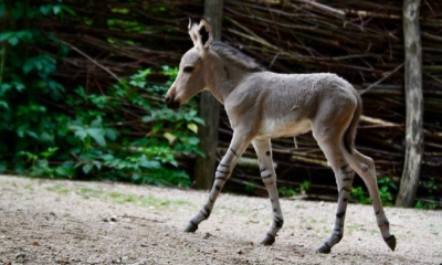 Náhled článku: Po pěti letech se v liberecké zoologické narodilo mládě kriticky ohroženého osla somálského