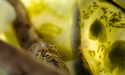 Náhled článku: Botanická zahrada a Fakulta textilní spojily síly, výsledkem je výstava o endemitech