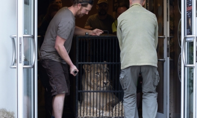 Náhled článku: Lvice Elsa opouští libereckou zoo. Trvalý domov najde v nizozemském záchranném centru