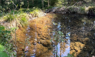Náhled článku: Mlokům se v Lidových sadech daří. Městské lesy proto rozšíří síť tůní i do Jizerských hor