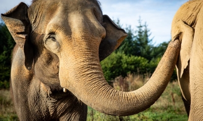 Náhled článku: Zoo Liberec odhalí příběh transportu slonice Baly. Přiblíží i její první dny v Anglii