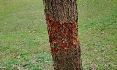 Náhled článku: Liberci řádil vandal s mačetou. Poškodil devět mladých lip, město podává trestní oznámení