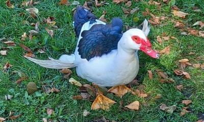 Náhled článku: Kačer u Jizery rozdmýchal diskusi mezi Turnováky. Na první pohled zraněné zvíře je ale v pořádku