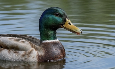 Náhled článku: Jablonec po nálezu kachen s ptačí chřipkou zavádí preventivní opatření pro chovatele i veřejnost