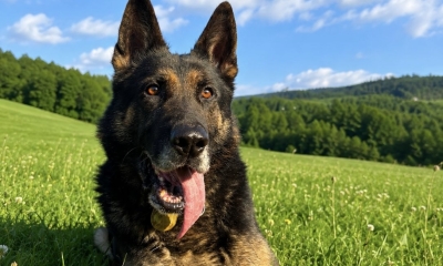 Náhled článku: Policejní pes Leader zachránil vyčerpaného seniora v lesním svahu