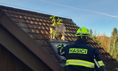 Náhled článku: Liberečtí hasiči mají za sebou úsměvný zásah. Zachraňovali kozu uvízlou na střeše