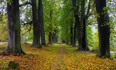 Náhled článku: Liberecký kraj v anketě Alej roku zastupuje Lemberk i ovocné stromořadí v Kunraticích