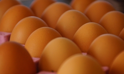 Náhled článku: Ptačí chřipka žene ceny vajec a drůbeže nahoru