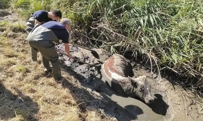 Náhled článku: Hasiči zachránili krávu zapadlou v bahně. K vyproštění museli použít nakladač