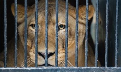 Náhled článku: Zoo Liberec se dočasně ujala nelegálně chované lvice od Karla Vémoly