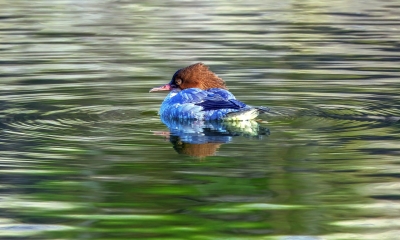Náhled článku: Ptačí park Mnišské louky u České Lípy se rozrůstá. Nové pozemky mají přilákat vzácné bekasiny