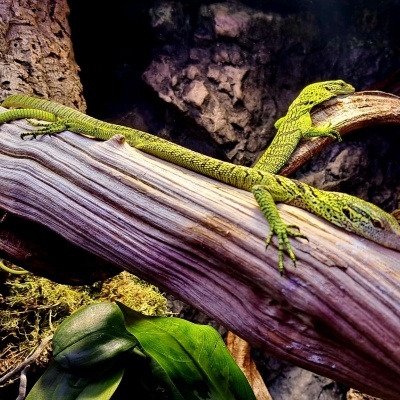Náhled článku mobil: Zoo Liberec rozšířila chov o stromové ještěry. Objeveni byli teprve v roce 2007