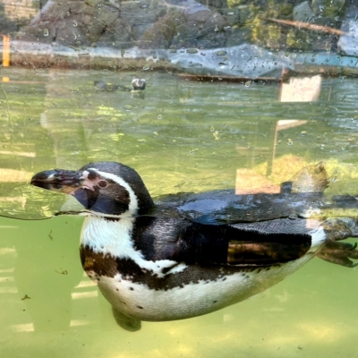 Náhled článku mobil: Zoo Liberec slaví 122. narozeniny, nabídne symbolické vstupné a novou hru