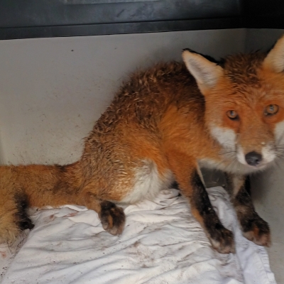 Náhled článku mobil: Záchranná stanice Archa loni pomohla více než dvěma tisícům zvířat