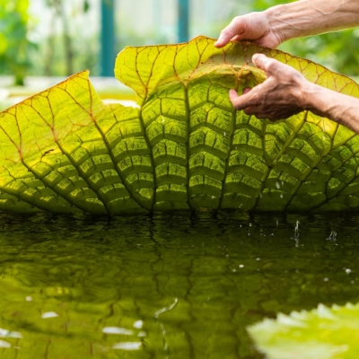Náhled článku mobil: Masožravky jako národní poklad i rekordní zájem lidí. Liberecká botanická zahrada má za sebou mimořádný rok