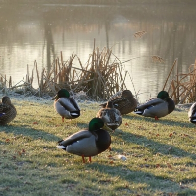 Náhled článku mobil: Laboratoře potvrdily ptačí chřipku u uhynulých ptáků v Železném Brodě