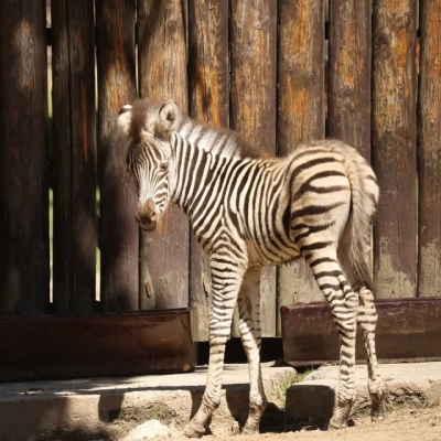 Náhled článku mobil: Stádo zeber v liberecké zoo se rozrostlo. Na svět přišel malý sameček