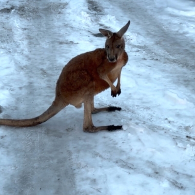 Náhled článku mobil: Klokan Kevin si vyrazil na výlet. Zastavila ho až policejní hlídka u Bohatic