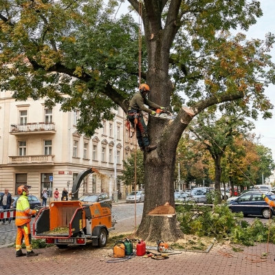 Náhled článku mobil: Kácení rizikového stromu v liberecké Erbenově ulici v sobotu omezí dopravu