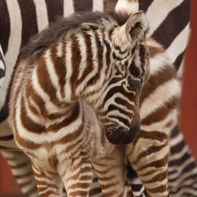 Náhled článku mobil: V liberecké zoo se narodil sameček vzácné zebry bezhřívé. Jde o cenný přírůstek v rámci celé Evropy