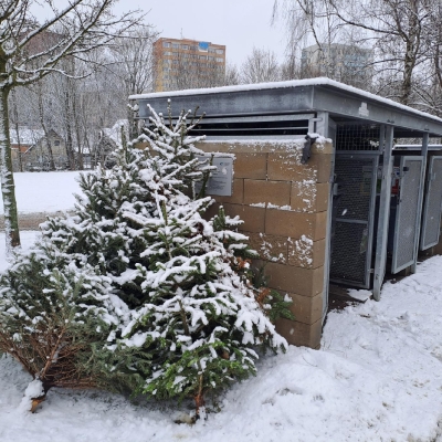 Náhled článku mobil: Jablonec se připravuje na svoz vánočních stromků. Kam s nimi a na co si dát pozor?