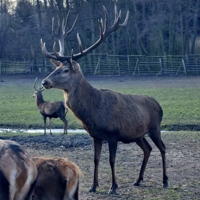 Náhled článku mobil: Stovky lidí podpořily lesní zvěř ve Skalici u České Lípy