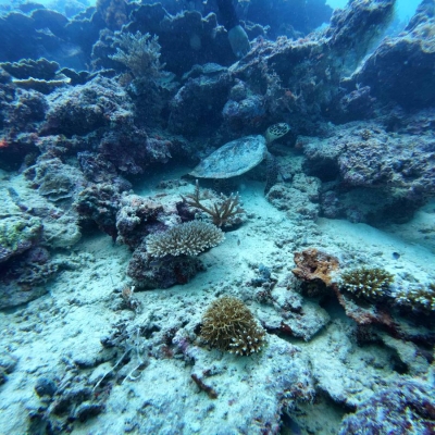 Náhled článku mobil: Proč Indonésané dál loví mořské želvy? Tříletý výzkum vedený Zoo Liberec odhalil překvapivé souvislosti
