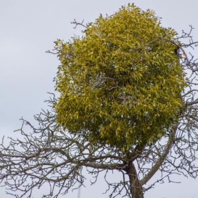 Náhled článku mobil: Jmelí se na Frýdlantsku je hrozbou. Rychle se šíří především díky ptákům