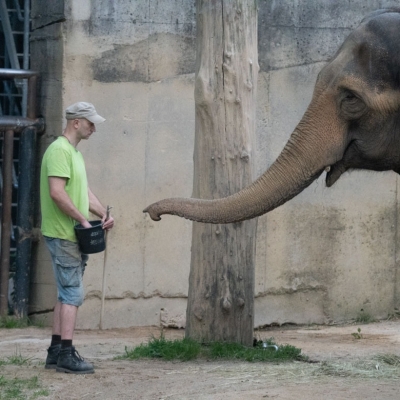 Náhled článku mobil: V Zoo Liberec skončil chov slonů, slonice Bala odcestovala do zařízení Skanda Vale ve Walesu