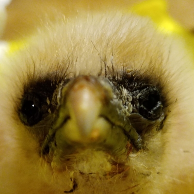 Náhled článku mobil: Liberecká zoo pomáhá vracet dravce do evropských hor. Letošní mláďata supů čeká cesta na Balkán