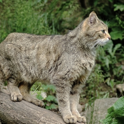 Náhled článku mobil: Kočka divoká v Lužických horách poprvé po letech úspěšně vyvedla mláďata
