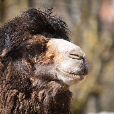 Náhled článku mobil: Liberecká zoo má nového velblouda. Svůj příjezd oslavil narozením potomka v původním domově