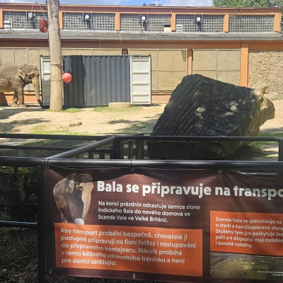 Náhled článku mobil: Slonice Bala se v liberecké zoo připravuje na cestu do nového domova