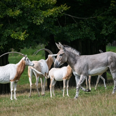 Náhled článku mobil: Osel somálský z liberecké zoo pomůže ve Dvoře Králové zachránit svůj druh