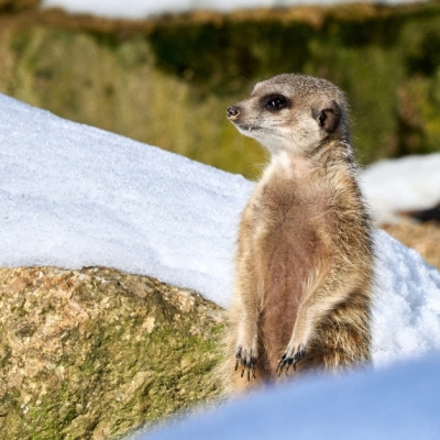 Náhled článku mobil: Zoo Liberec zve na vánoční kvíz i Štědrý den se svařákem