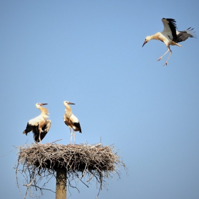 Náhled článku mobil: Letošní sezóna je druhou nejlepší v historii pro čápy bílé