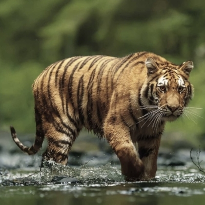 Náhled článku mobil: Od malého čtverečku k divočině na zelené louce. Liberecká zoo staví Údolí ohrožené divočiny