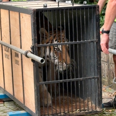 Náhled článku mobil: Zabavený tygr z ilegálního chovu našel nový domov. Ze Zoo Liberec odcestoval do Nizozemska