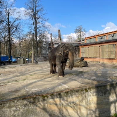 Náhled článku mobil: Sloní sbohem Liberci. Slonice Bala se stěhuje do nového domova ve Walesu