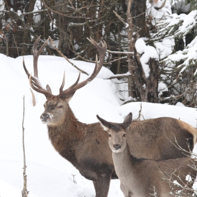 Náhled článku mobil: Jak Lesy ČR v Jizerkách pomáhají zvěři přečkat mrazy